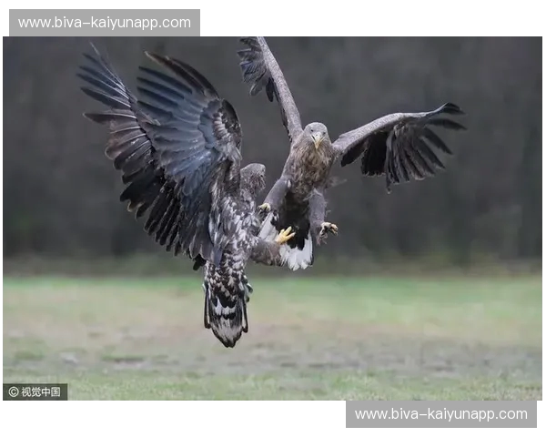 老鹰与火箭的空中较量:历史的交织与未来的展望 老鹰与火箭的空中较量:历史的交织与未来的展望
